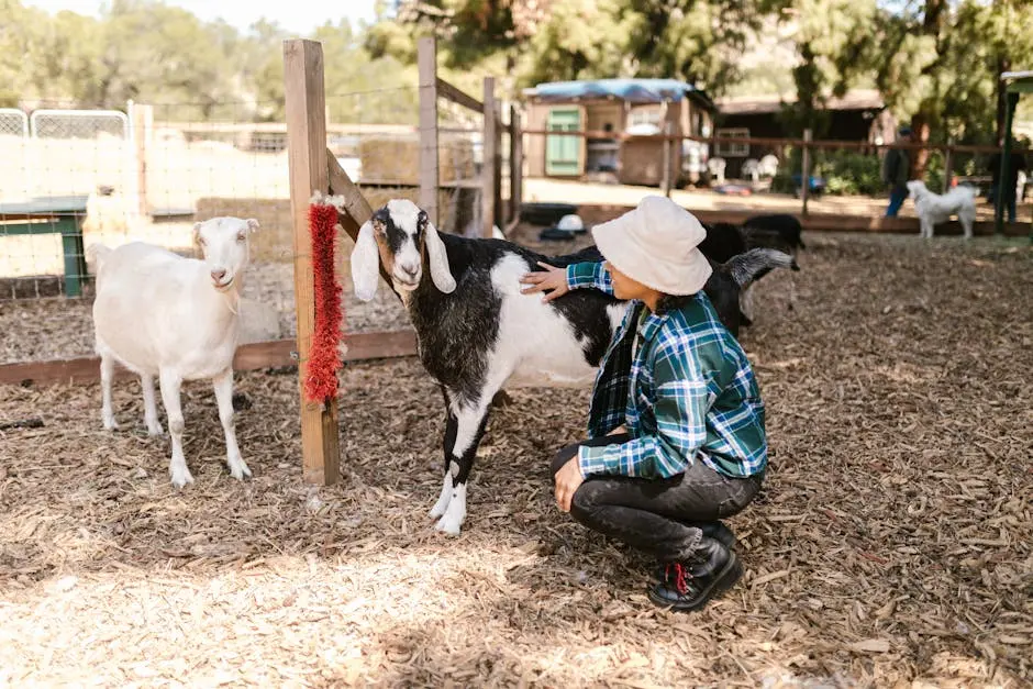 A young woman crouching and petting goats in an outdoor farm setting.
