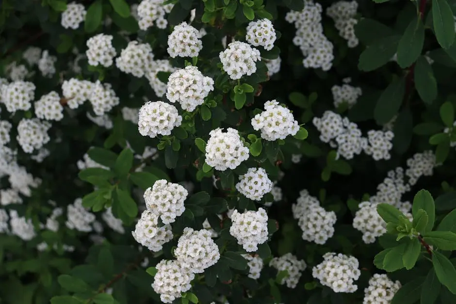 Close-up of blooming white flowers on a green shrub, showcasing nature’s intricate beauty.