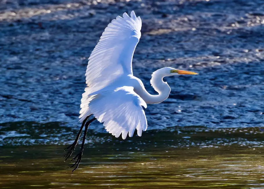 White Egret taking flight from a pond