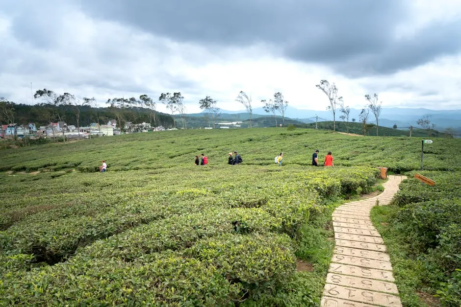 Lush tea plantation with visitors exploring the scenic fields under a cloudy sky.