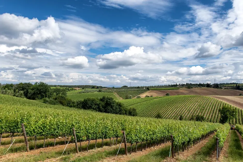 Lush vineyards stretch across rolling hills under a vibrant sky in Tuscany, Italy.