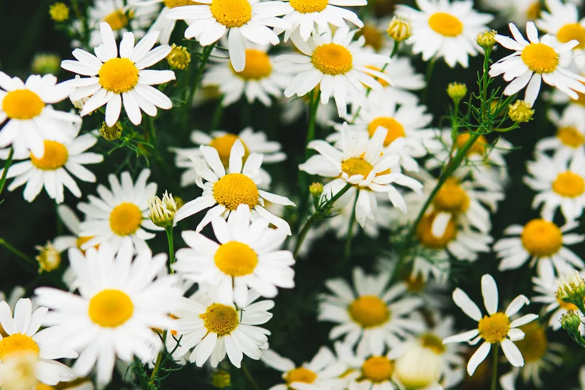 A close-up view of vibrant blooming daisies capturing the essence of spring. Perfect for nature-themed projects.