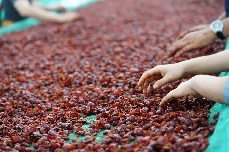 Workers sort ripe coffee cherries on a farm in Lâm Đồng, Vietnam, showcasing traditional harvesting methods.
