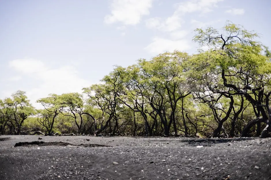 Discover the serene beauty of a black sand beach lined with lush trees in Kailua-Kona, Hawaii.