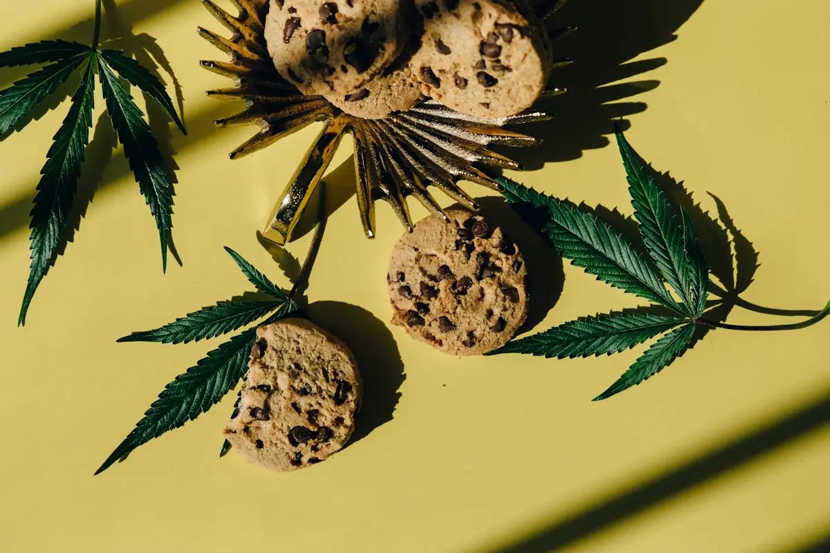 Top view of cannabis leaves and chocolate chip cookies on a sunny yellow background, symbolizing edibles.