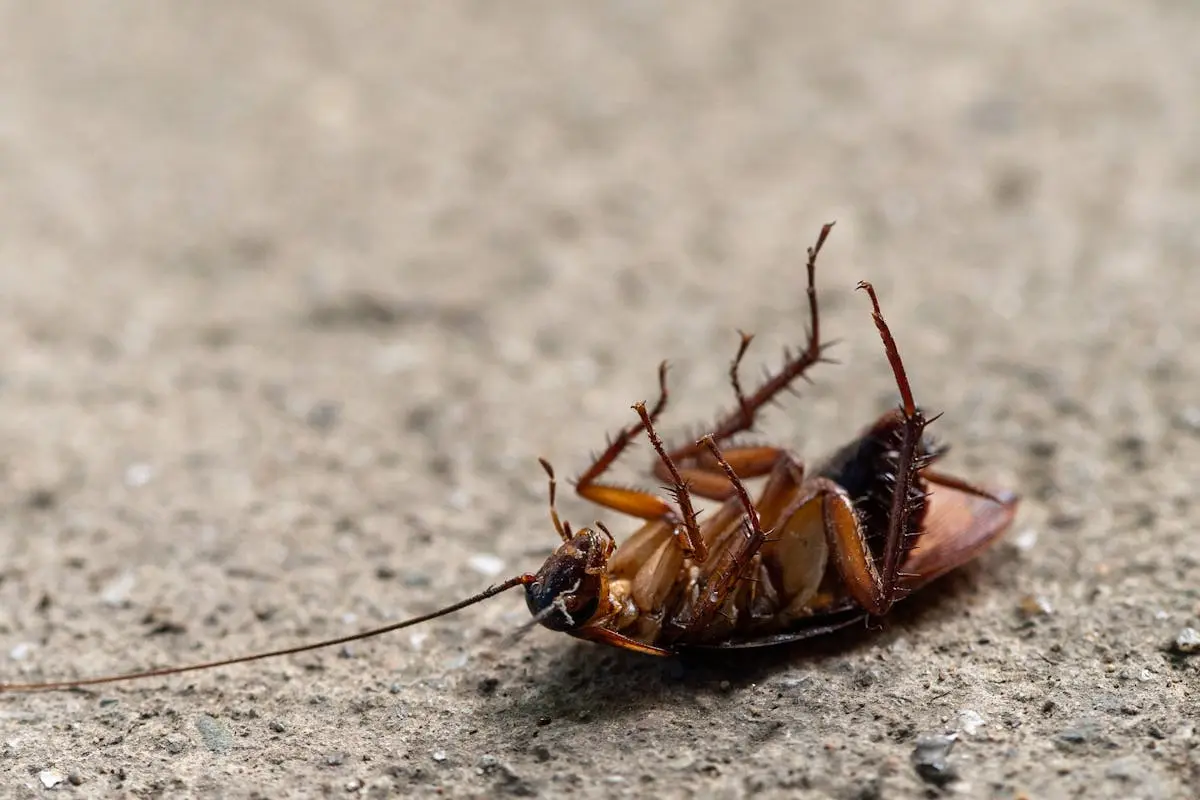 SEASONAL PEST CONTROL CHECKLIST FOR SACRAMENTO HOMEOWNERS