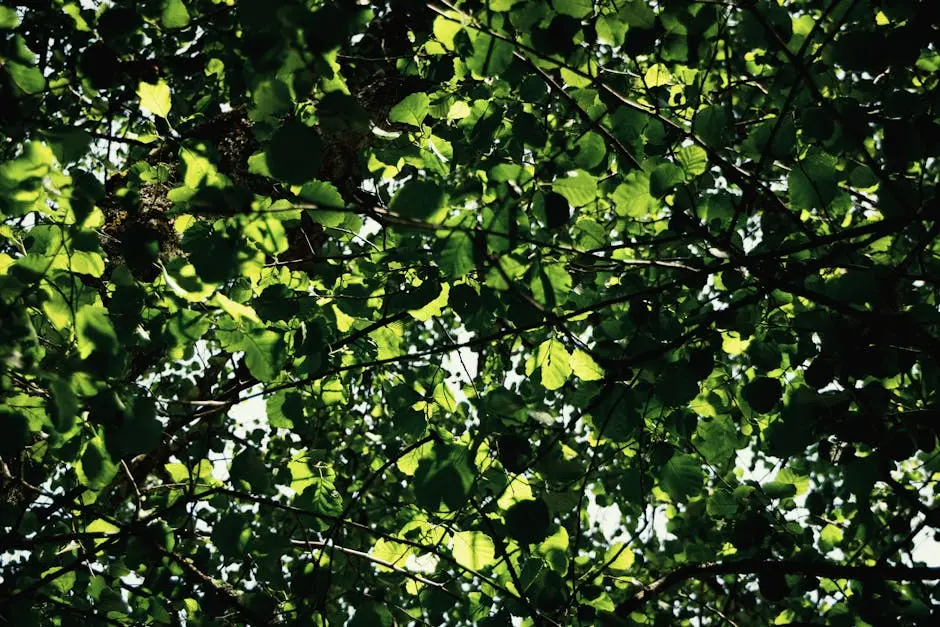 A serene view of sunlight filtering through lush green leaves creating a natural canopy.