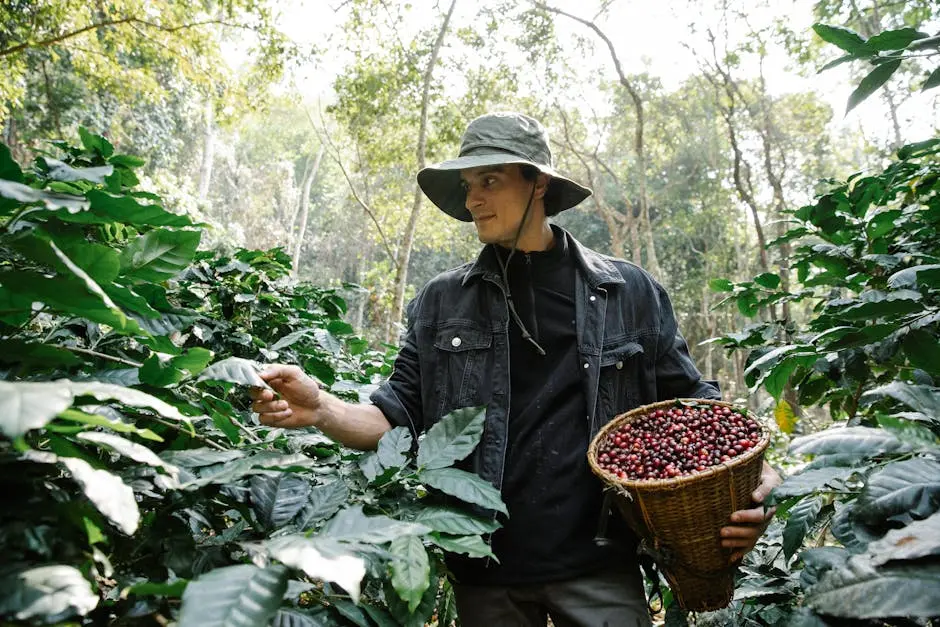 A male farmer carefully harvests ripe coffee berries on a lush plantation.