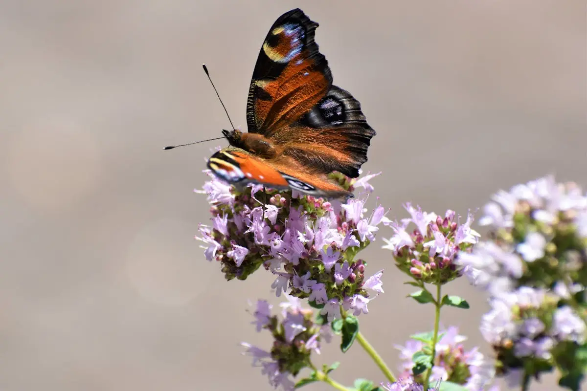 Detailed view of a peacock butterfly resting on pink flowers in natural light.