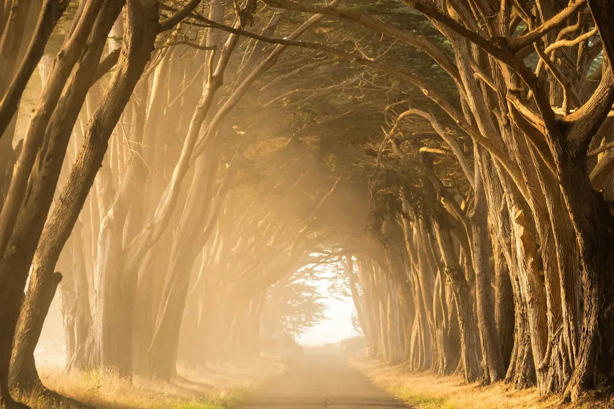 Sunlit path through towering cypress trees with morning mist creates a mystical atmosphere.