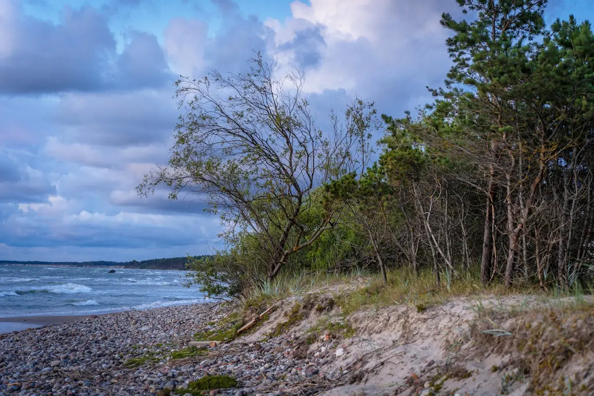 Scenic beach landscape with windswept trees and waves under a cloudy sky at dusk.