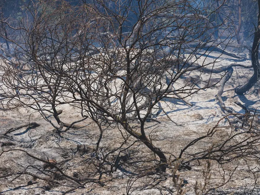 A dramatic image of charred trees in a forest devastated by wildfire, capturing the aftermath’s moody atmosphere.