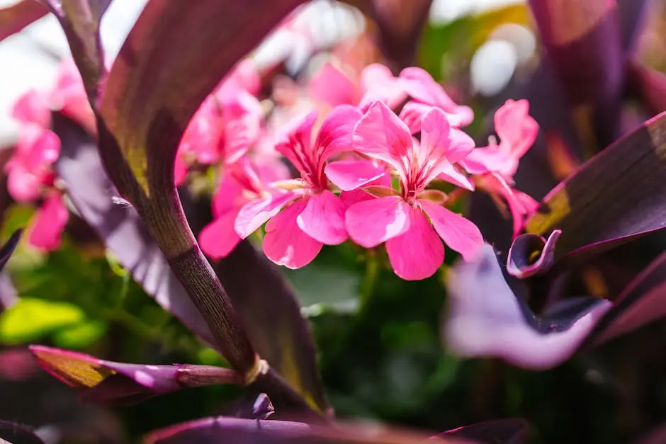 Close-up view of vibrant pink flowers blooming in a sunlit garden, surrounded by lush green leaves.
