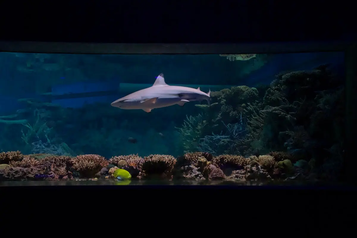 A shark swimming gracefully in an aquarium with marine life and coral reefs.