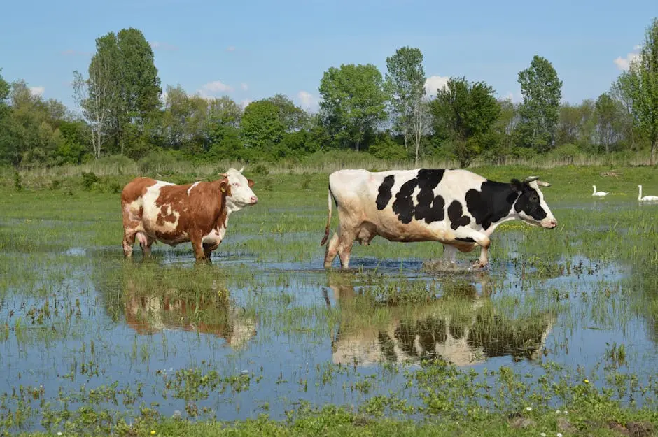 Cows grazing in a picturesque flooded meadow in Zasavica, Serbia, showcasing rural tranquility.