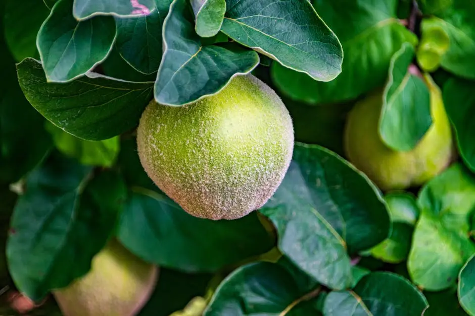 Vibrant green quince fruit with textured surface hanging from a leafy branch.