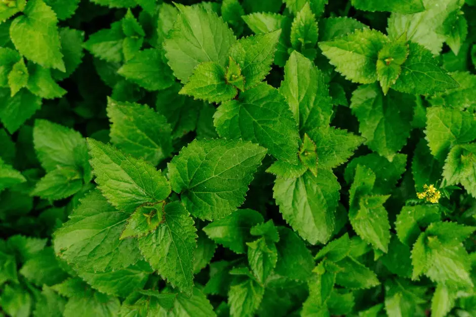 Vibrant close-up of fresh green mint leaves, showcasing their lush texture and vivid color in a garden setting.
