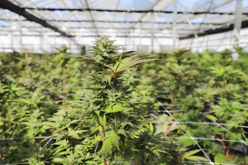 Close-up view of cannabis plants thriving in a sunlit greenhouse in Salinas, showcasing lush greenery.
