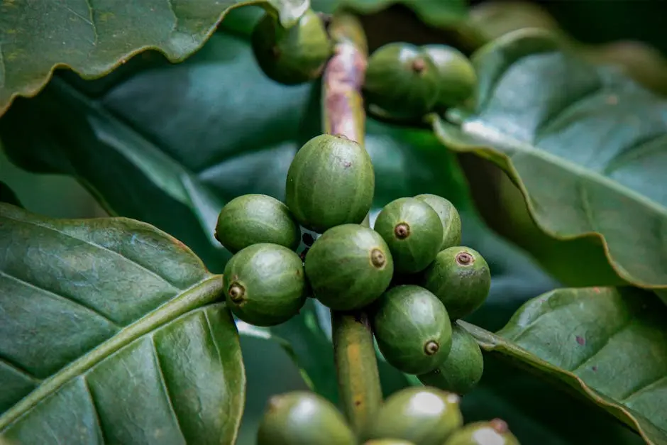 Newly grown coffee plants