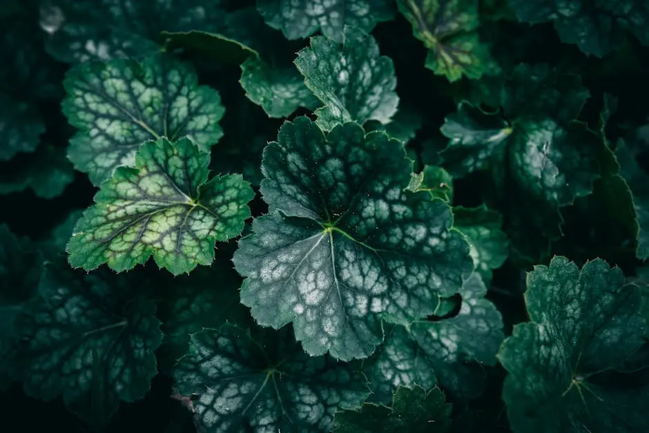 A close up of green Alumroot leaves
