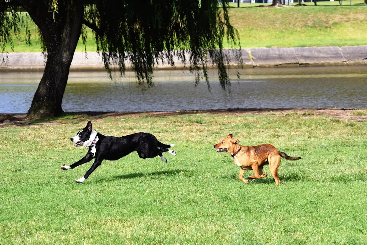 Two dogs joyfully running on green grass by a lake in a sunny park.