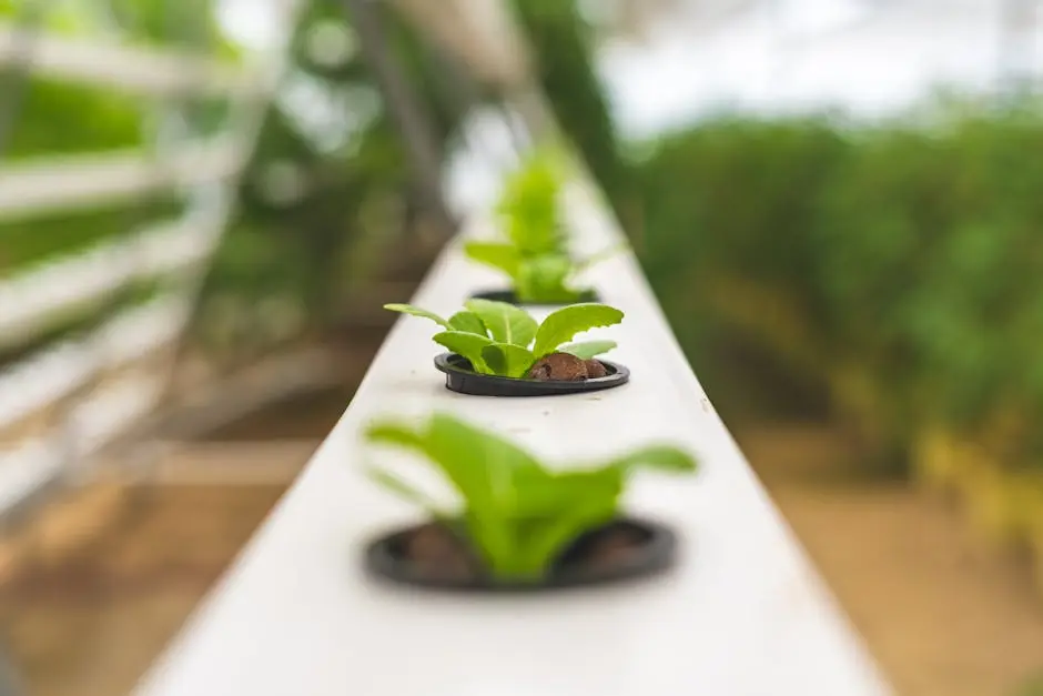 Close-up of hydroponic lettuce plants growing in a greenhouse, showcasing modern farming.