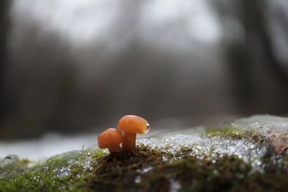Close-up of Flammulina mushrooms growing on a mossy forest floor with a wintry backdrop.